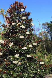 Magnolia - Brackens Brown Beauty