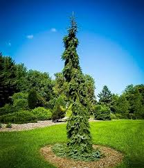 Spruce - Bruns Weeping Serbian