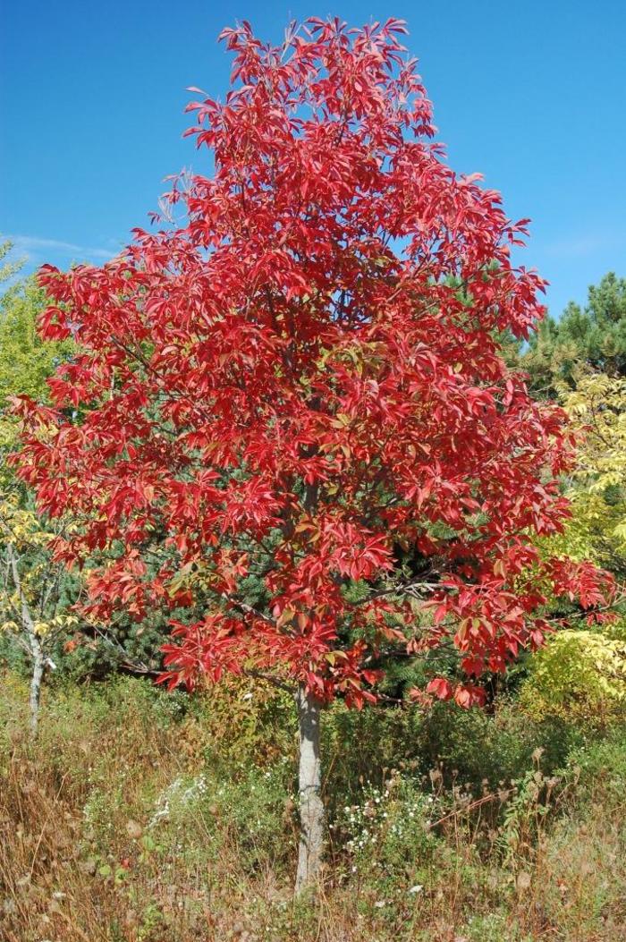 Buckeye - Early Glow