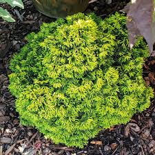 Hinoki Cypress - Butter Ball