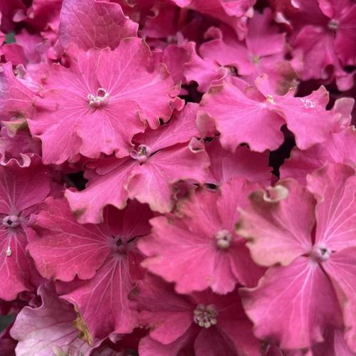 Hydrangea - Magical Ruby Red