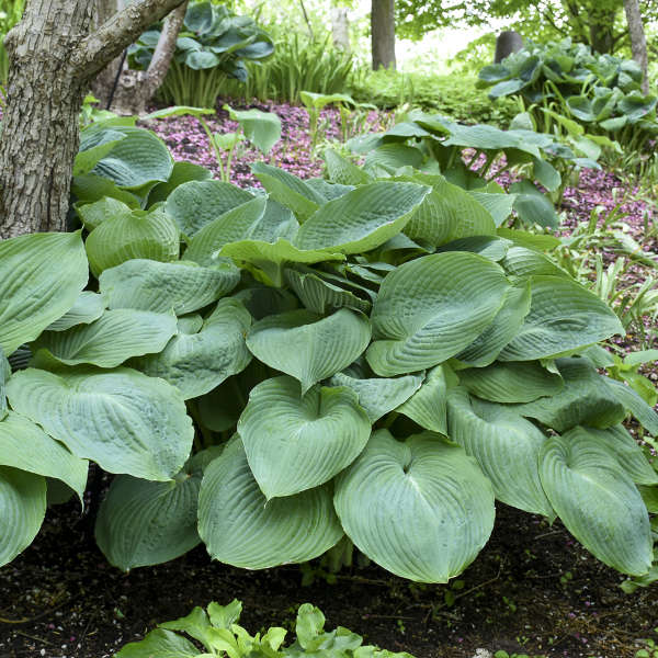 Hosta 'Big Daddy'