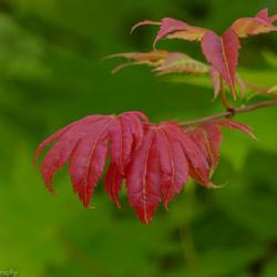 Maple - Moonrise Full Moon