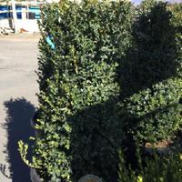 Boxwood - Newport Blue