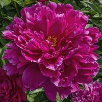 Paeonia 'Francis Ortegot' Peony
