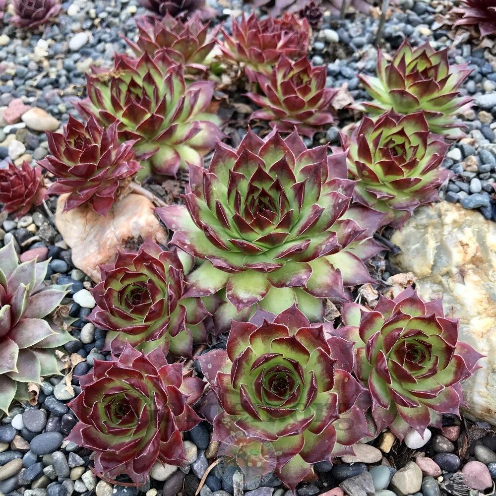 Sempervivums - Assorted Varieties