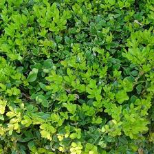 Boxwood - Chicagoland Green