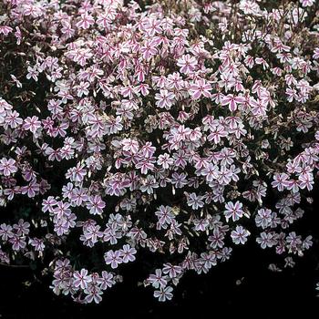 Phlox – Pandy's Garden Center