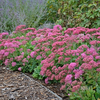 Sedum 'Carl' Stone Crop