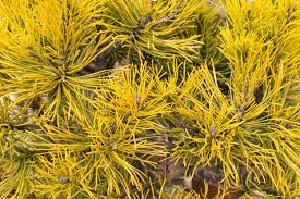 Mugho Pine - Carstens Dwarf Gold