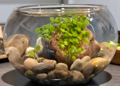 Mini WaterPlants
