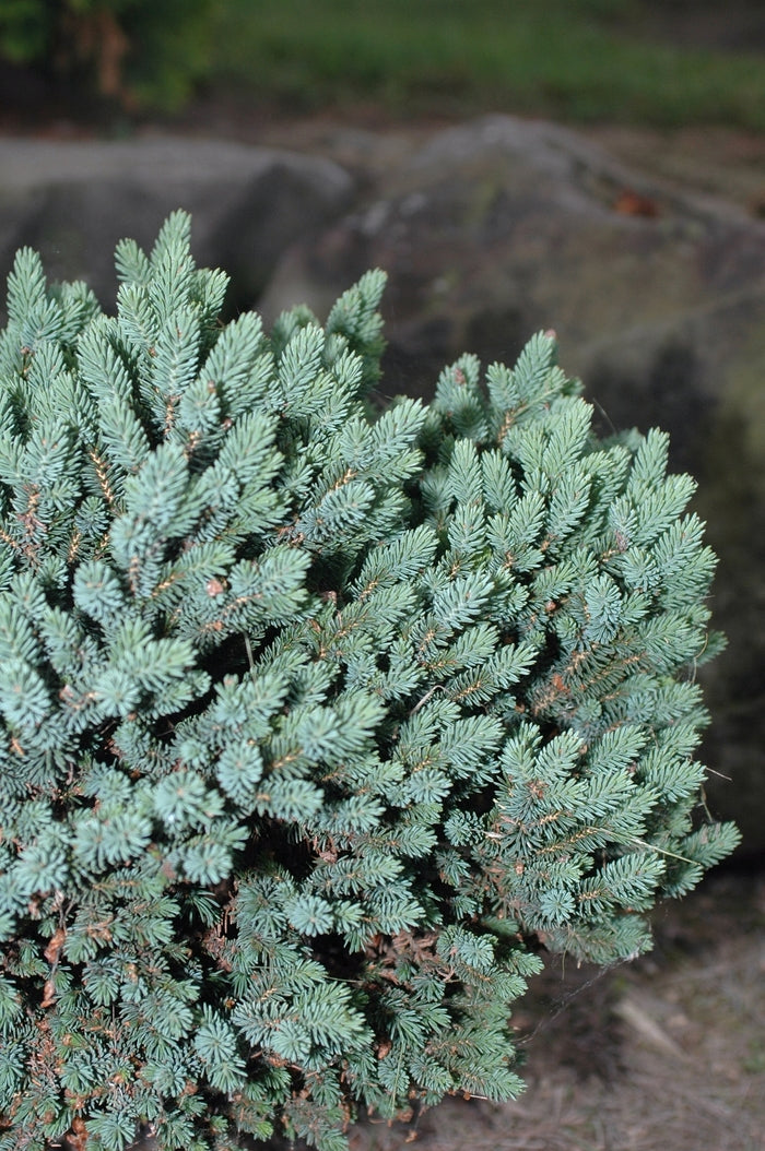 White Spruce - Cecilia Dwarf