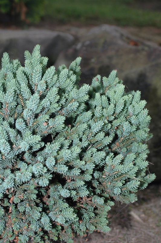 White Spruce - Cecilia Dwarf