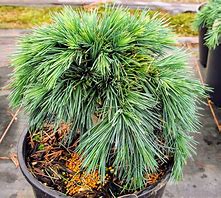 Lebanese Cedar - Hedgehog