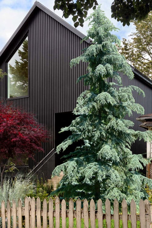 Deodar Cedar - Karl Fuch's
