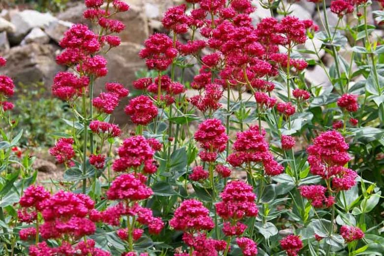 Centranthus Ruber