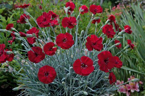 Dianthus 'American Pie Cherry Pie' Garden Pinks