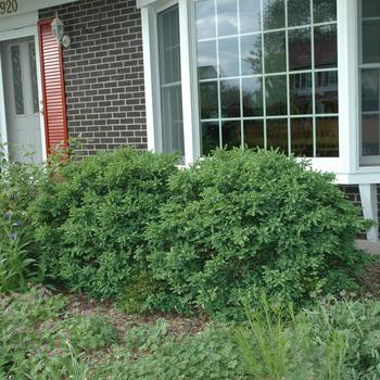 Boxwood - Chicagoland Green