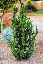 Hinoki Cypress - Chirimen