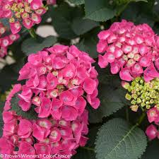 Hydrangea - Cityline Paris