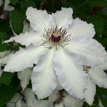 Clematis 'Claire De Lune Evirin'