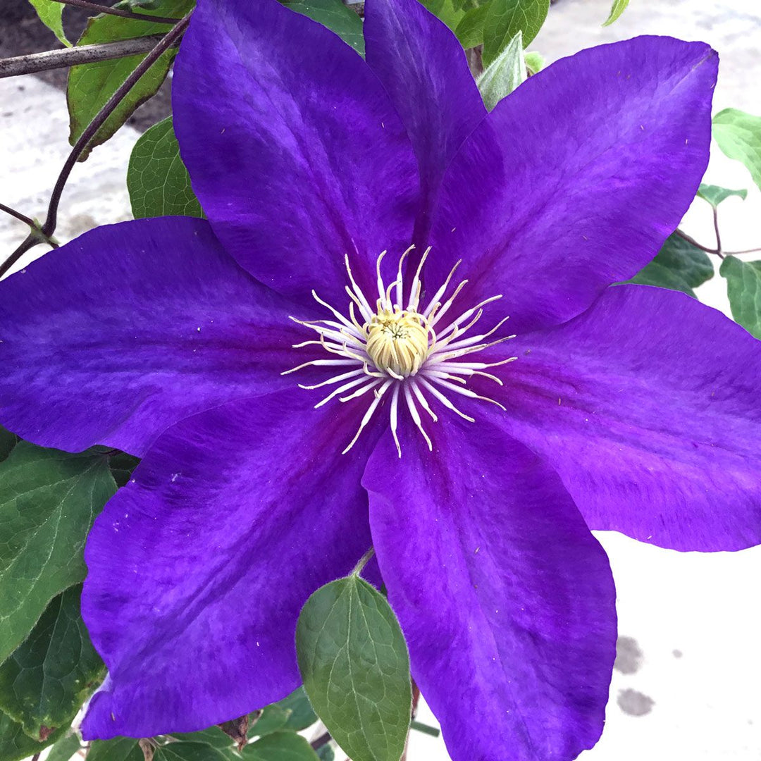 Clematis 'The Duchess of Cornwall'