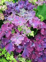 Hydrangea - Curly Sparkles