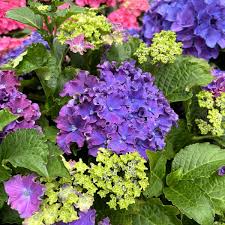 Hydrangea - Curly Sparkles