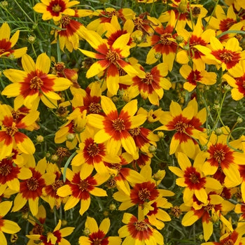 Coreopsis "Curry Up" Ticksweed