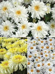 All Varieties Daisy