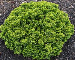 Hinoki Cypress - Just Dandy Dwarf