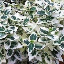 Euonymus - Dan’s Delight