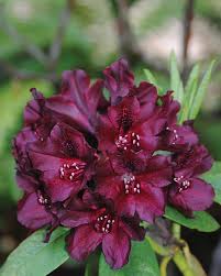 Rhododendron - Dark Red