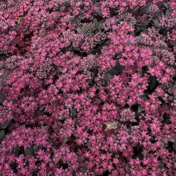 Sedum 'Dazzleberry' Stonecrop