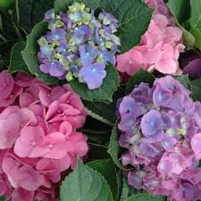 Hydrangea - Double Down