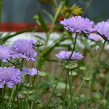 Scabiosia 'Flutter Deep Blue' Pincushion Flower