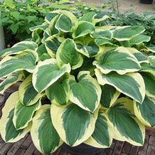 Hosta ‘Dianna Remembered’