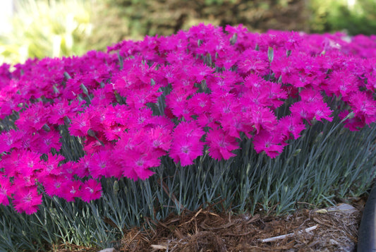 Dianthus ‘Neon Star’ Cheddar Pinks