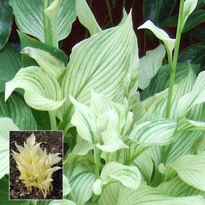 Hosta - White Feather