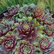 Sempervivum - Ruby Heart