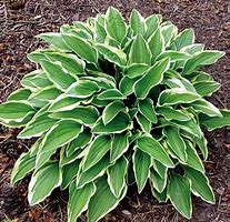 Hosta 'Little Wonder'