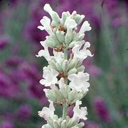 Lavandula 'Spirit White' Lavender