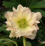 Helleborus 'First Dance' Lentin Rose