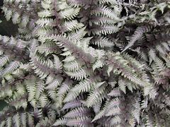 Athyrium niponicum 'Regal Red' Japanese Painted Fern