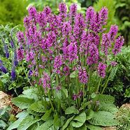 Stachy's ‘Monieri Hummelo’ Lambs Ear