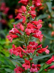 Penstemon "Pristine Scarlet" Beard Tongue