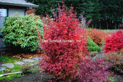 Japanese Maple - Tsukasa Silouette