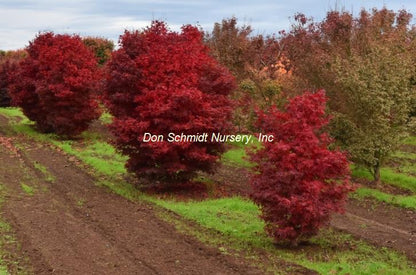 Japanese Maple - Skeeter's Broom