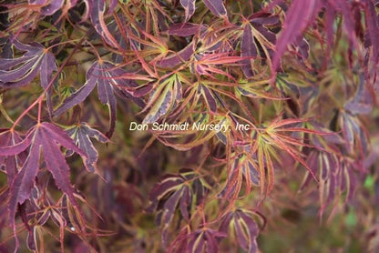 Japanese Maple - Manyo no Sato