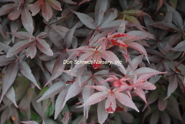 Japanese Maple - Twombly's Red Sentinel – Pandy's Garden Center